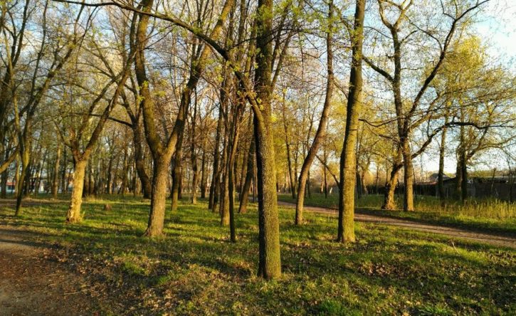 karyakin sad rekonstruiruyut strojobzor