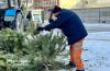 Утилізація ялинки