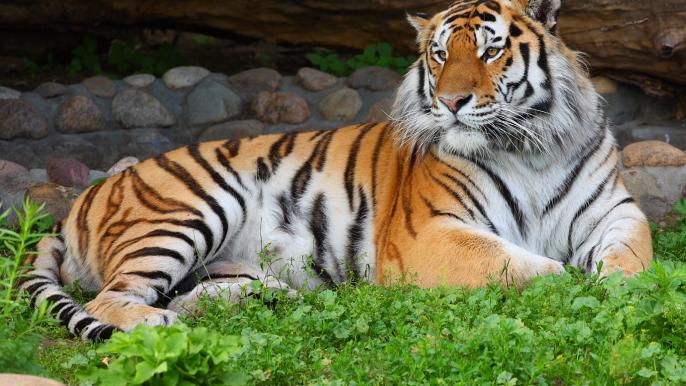 Погулять по зоопарку Харькова можно в режиме онлайн