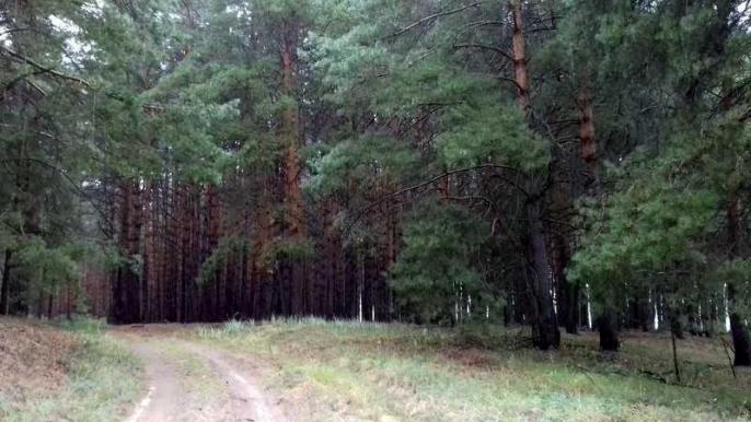 лес киев
