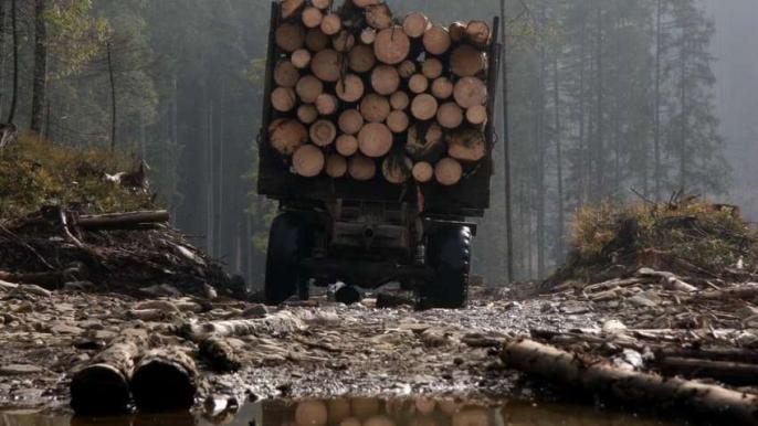 харьков вырубка леса 