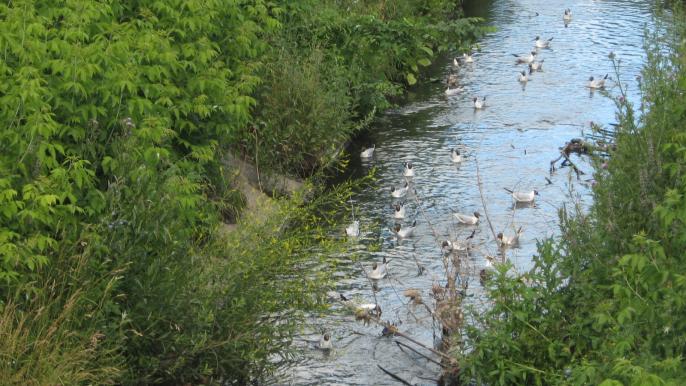 Река Лыбидь 