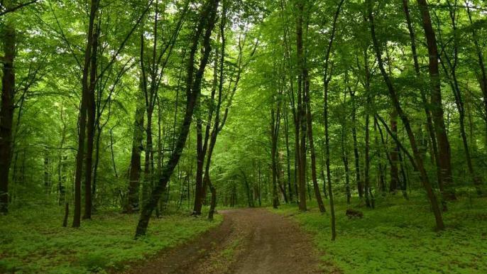 Ділянка у лісі