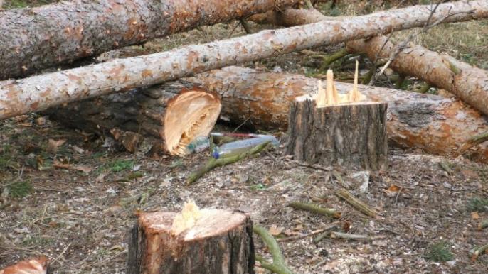 Порубка дерев