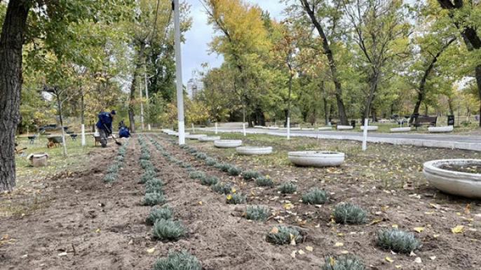 лавандовая аллея