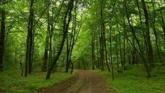 Ділянка у лісі