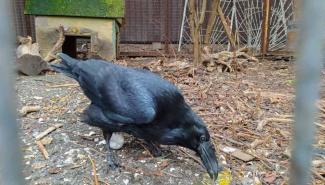 Дворик з воронами