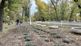 лавандовая аллея