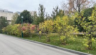 Але я бузок демонтаж