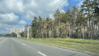 Лес Журавлевский гидро парк